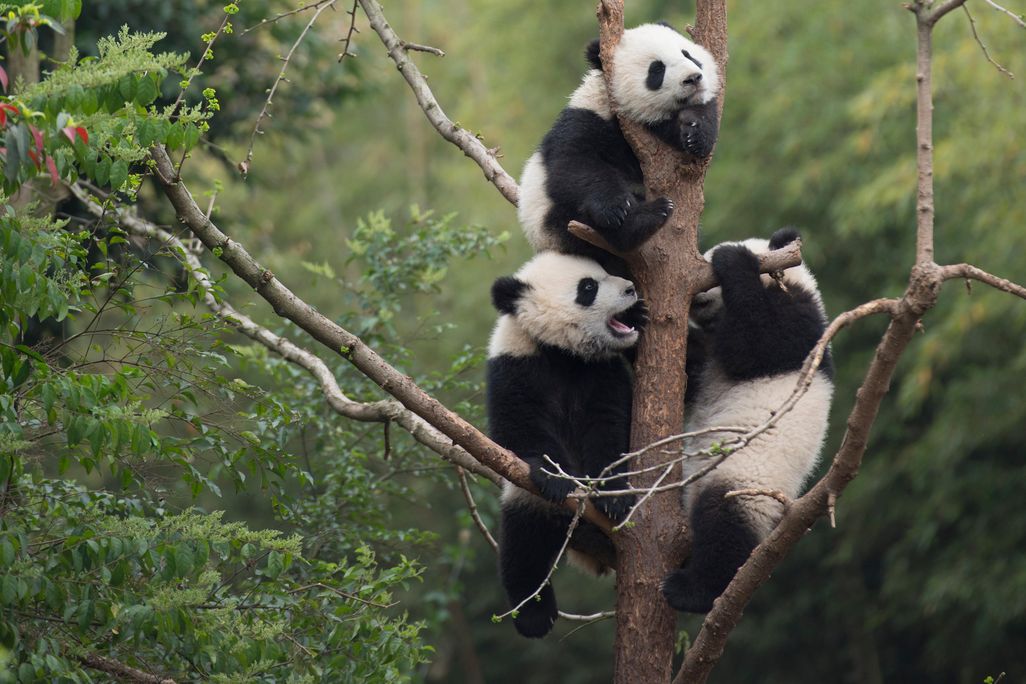 baby pandas
