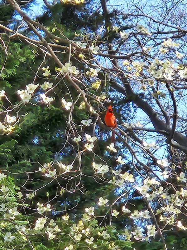 Cardinal on a Dogwood Tree thumbnail