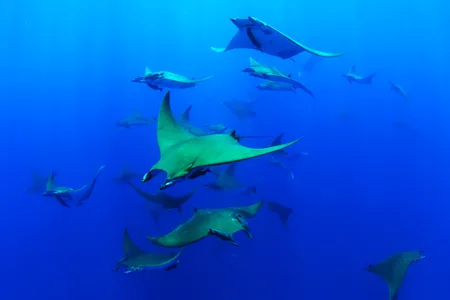 A group of Chilean devil rays basking in shallow waters around an underwater mountain near the Azores. 