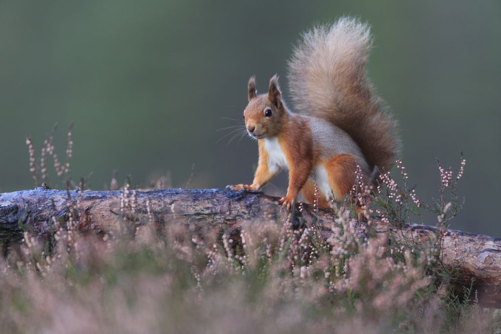A red squirrel on a branch