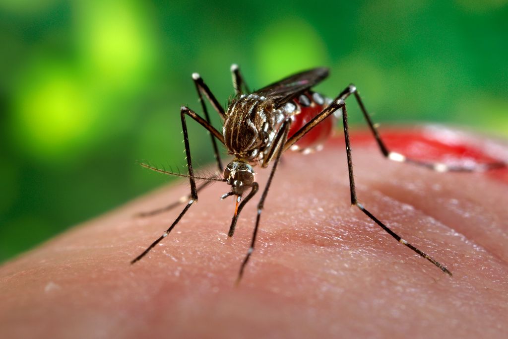 Aedes_aegypti_CDC9256.jpg