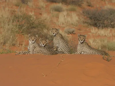 Cheetahs taking it easy in the Kalahari desert, Botswana. 