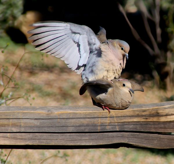 Mating Doves in Arizona Spring Morning thumbnail