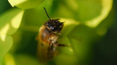 The honeybee, Apis mellifera, is in trouble because of colony collapse disorder.