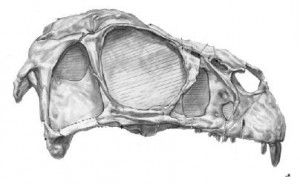 20110520083213Incisivosaurus-skull-300x184.jpg