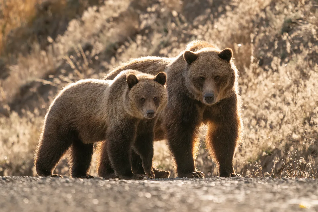Two bears walk together in a field