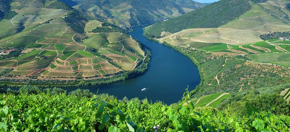  Landscape of vineyards along the Douro River 