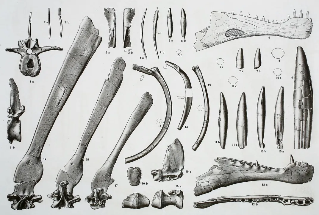 a collection of bones, illustrated, shows jaws, vertebrae, teeth and neural spines