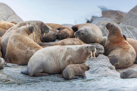 Mother walruses like this one on a waterfront near Svalbard, Norway, are very protective of their young.