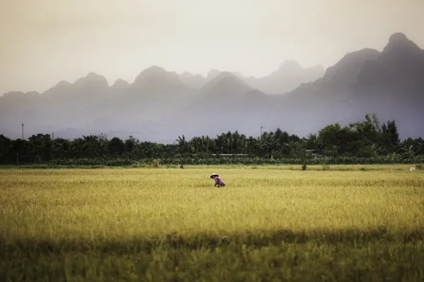End of harvest thumbnail