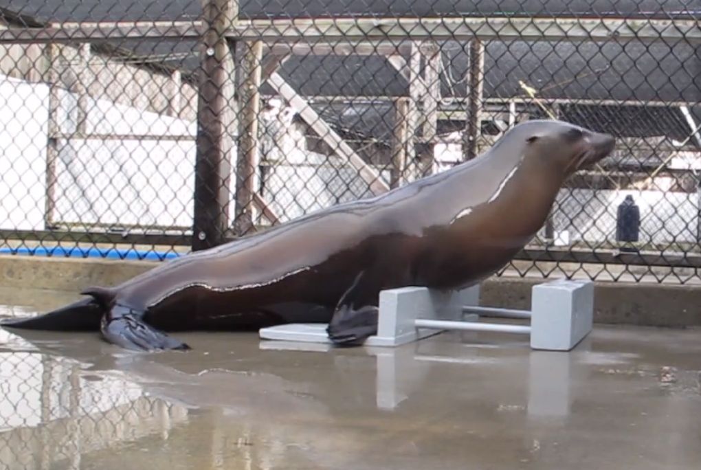 2013040209203404_02_2013_sea-lion-beat.jpg