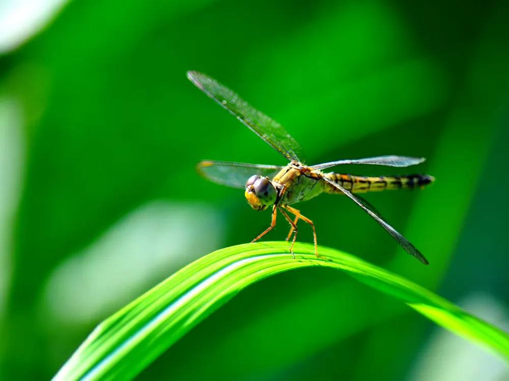 Fly to Die  When you try to evolve into a better creature