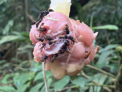 To identify what bacteria lives in the stomachs of vulture bees and how it compares to other bee species, researchers set up 16 bait stations with roughly two ounces of raw chicken hung from branches 4.9 feet off the ground.