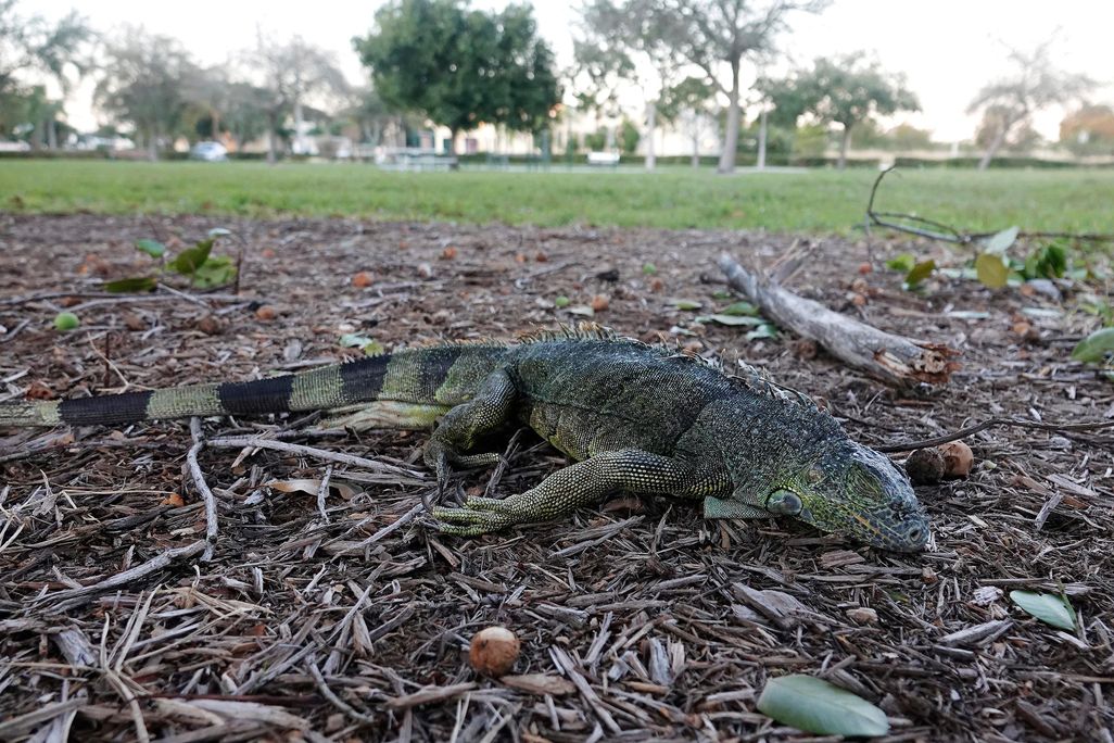 Stunned iguana during cold weather in Florida