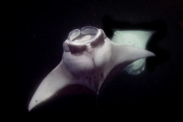 flying in the dark thumbnail