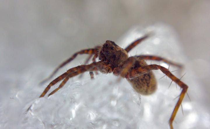 Kiki Contreras wolf spider.jpg