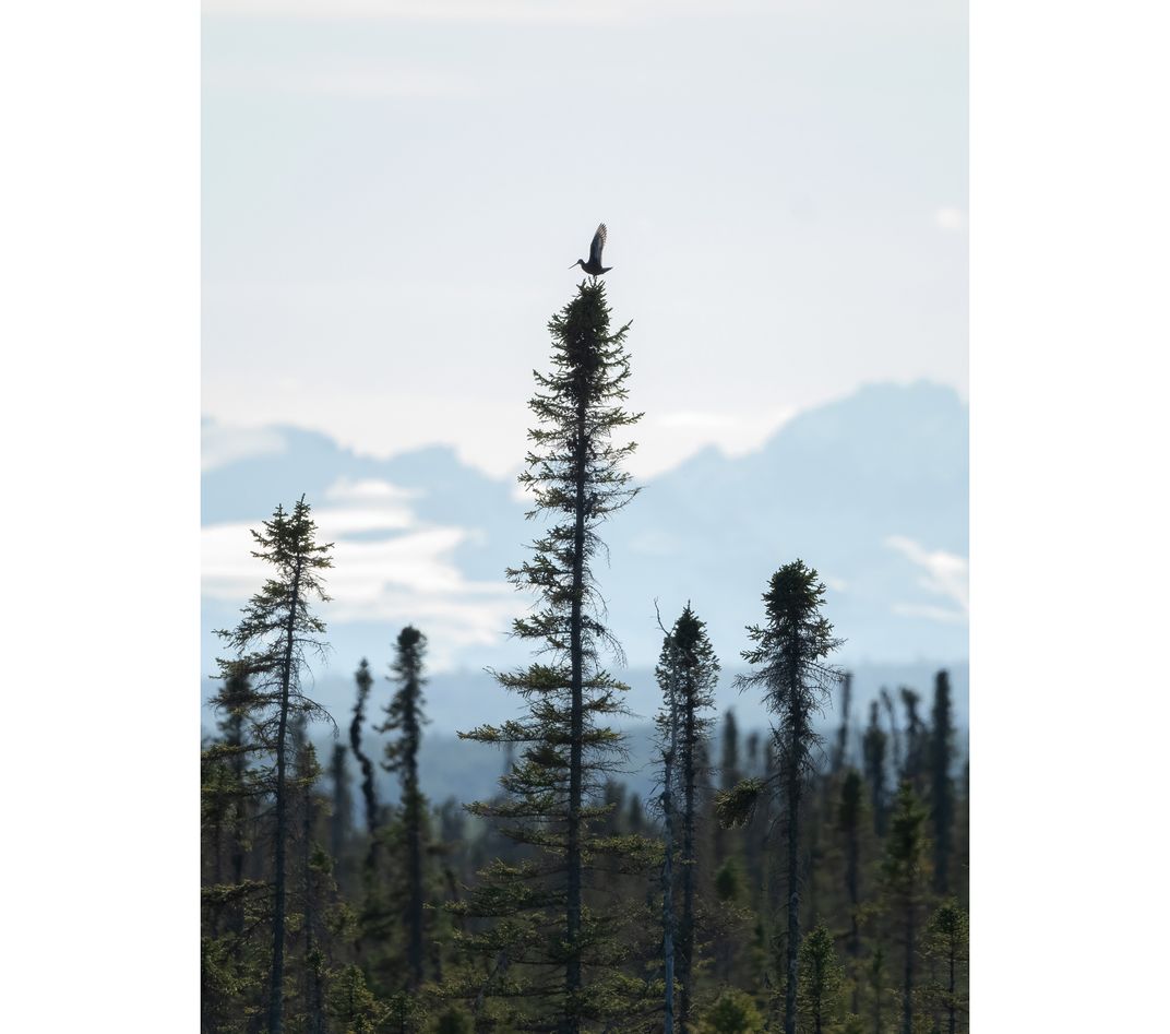 Hudsonian godwit in black spruce