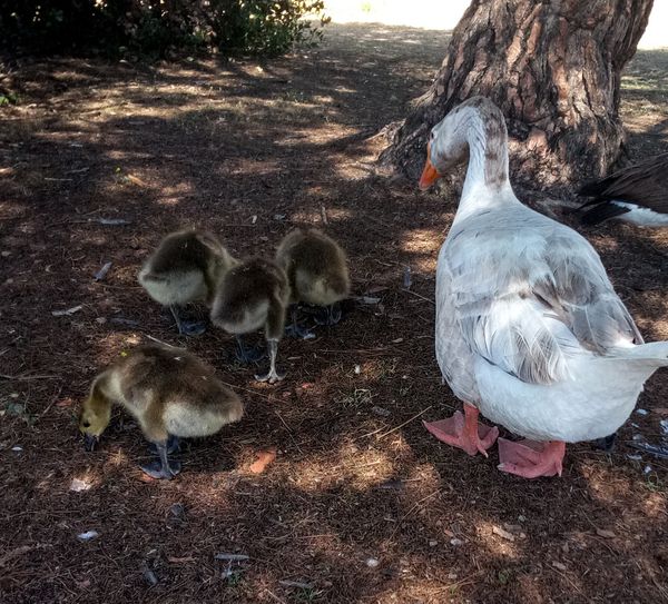 Mother Goose with the babies thumbnail