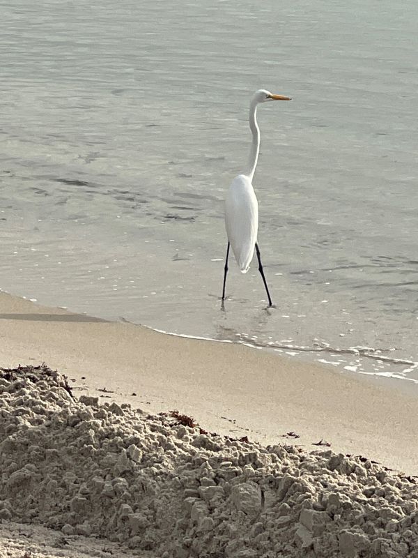 Great Egret at beach in Miami Beach, Florida thumbnail