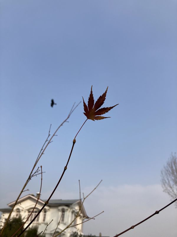 The Last Leaf thumbnail