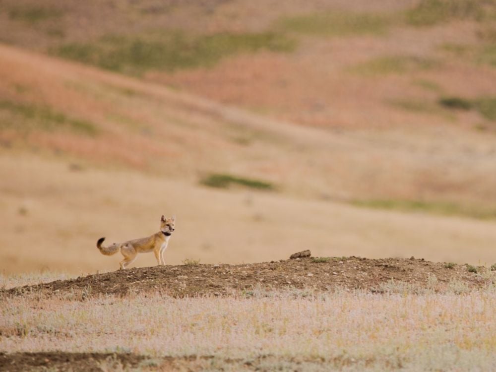 In the midst of the pandemic, as the story goes, a team set out to bring swift foxes back to a land they had disappeared from more than 50 years ago.