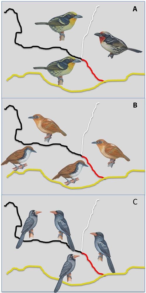 How Amazon Rivers Play a Role in the Evolution of Birds