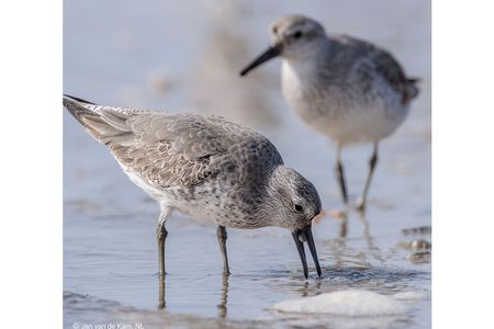 Foraging red knots in Mauritania