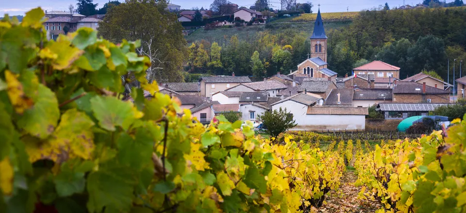  Village and vineyard in Beaujolais region 