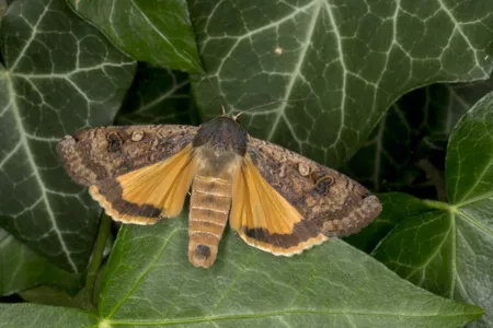 Moths are seeking nectar at night, long after bees have turned in for the evening.