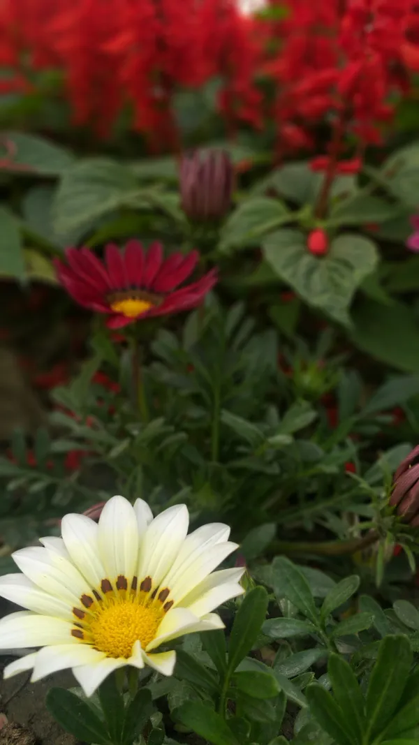 A lone white flower stands out amid red blooms and green leaves. thumbnail