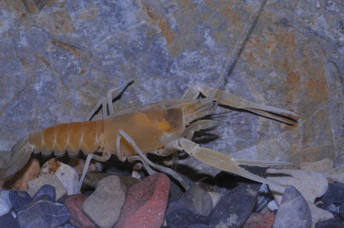 Freshwater Animals Are More Fragile Than Thought, With Nearly a Quarter ...