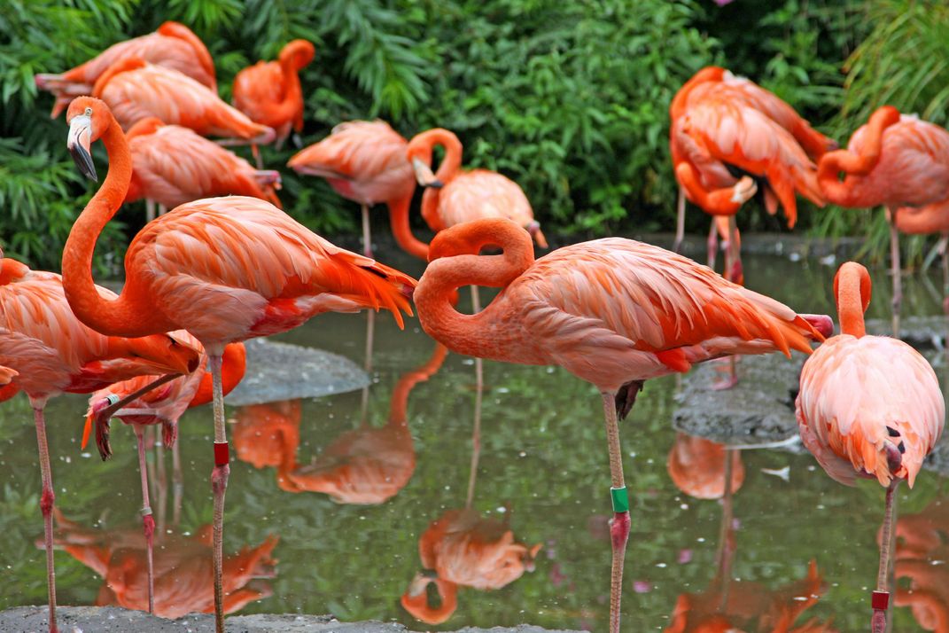 Flamingo Group on One Leg