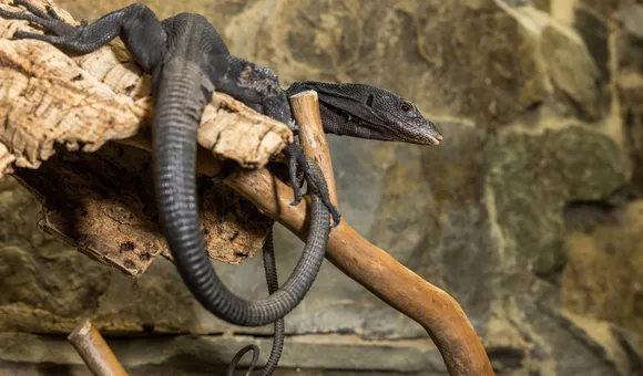 Black tree monitor (lizard) with dark coloration, an elongated body and a long, slender tail rests on a branch
