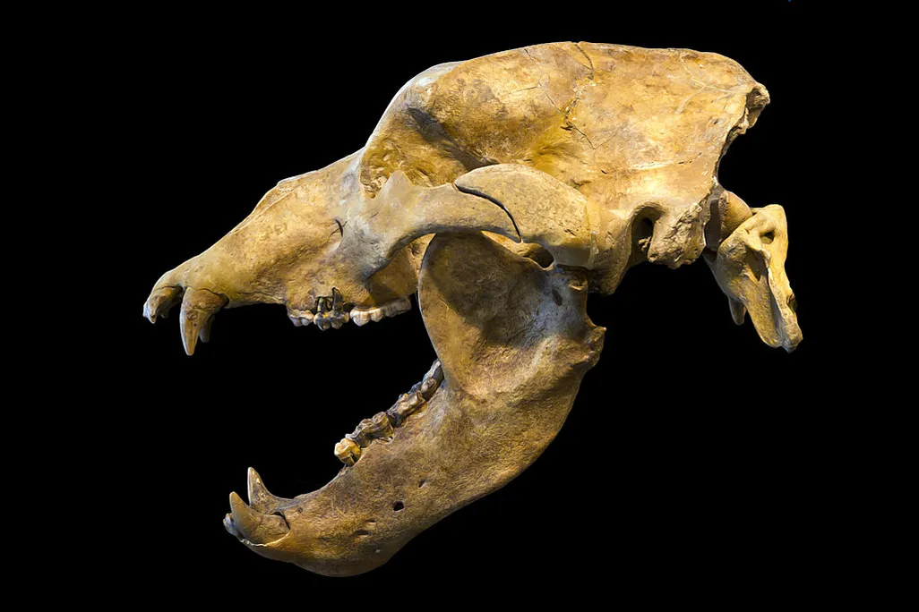 1024px-Ours_des_carvernes_-_Crâne.jpg