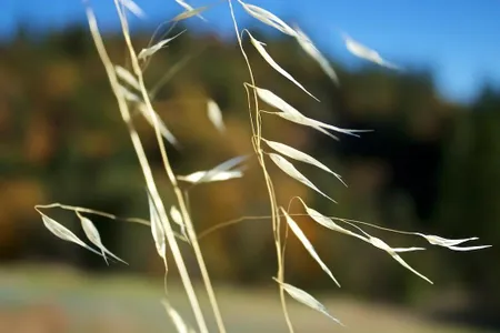 Ancient people may have ground up wild oats