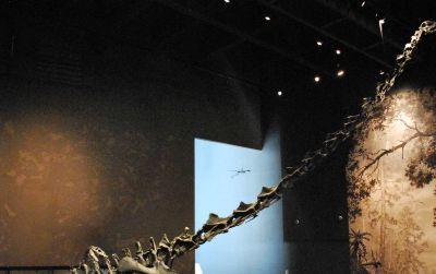 Did sexual selection cause sauropods, such as this Barosaurus at the Natural History Museum of Utah, to evolve ludicrously long necks?