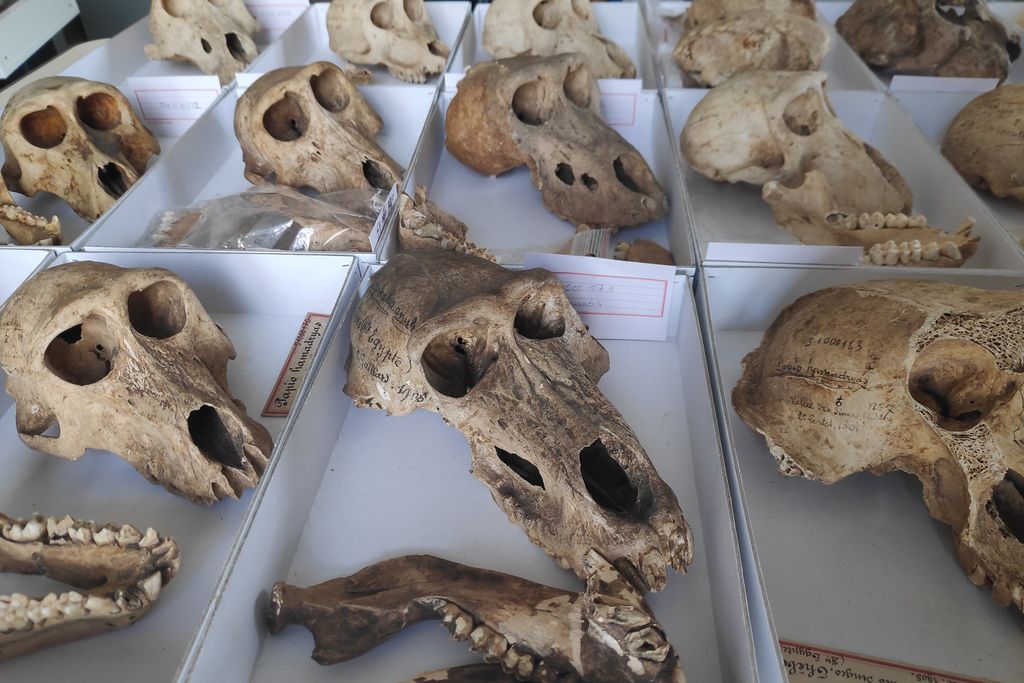 Ancient baboon skulls