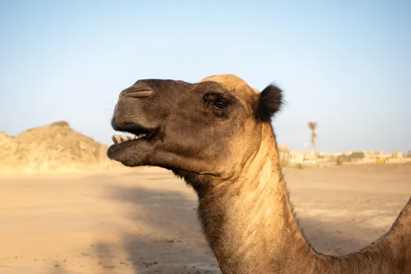 Camel's Smile thumbnail