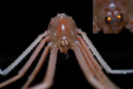 Gastroptychus spinifer is capable of seeing UV light, researchers discovered.