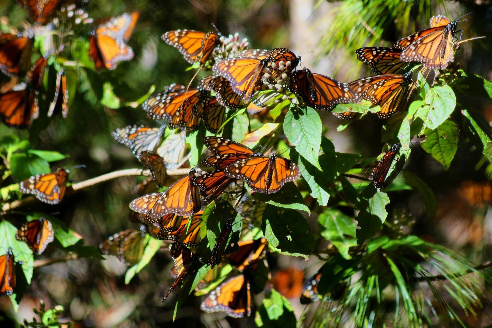Hand-Reared Monarch Butterflies Are Weaker Than Their Wild Cousins | Smart  News| Smithsonian Magazine