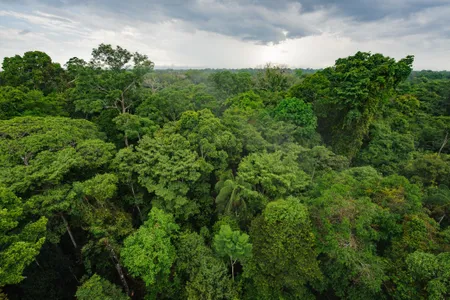 A new study suggests the lush, hyper-diverse rainforests of South America were shaped by the asteroid impact that killed off the dinosaurs.