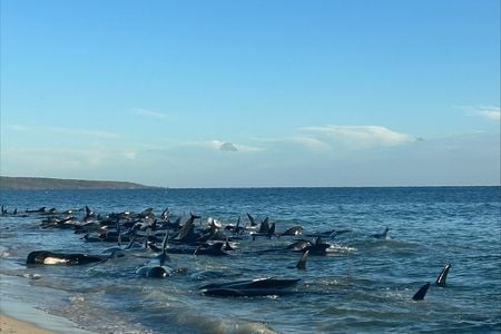 160 pilot whales, mainly adult females with several young calves, stranded themsleves in shallow waters on Thursday morning in Western Australia.