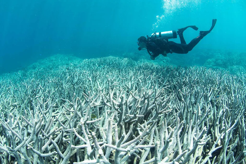 Bleached Coral Great Barrier Reef