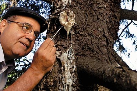 A biologists at Smithsonian's National Museum of Natural History, Jorge Santiago-Blay has gathered some 2,000 samples of amber and exudates from species found around the world and analyzed 1,245 of them.