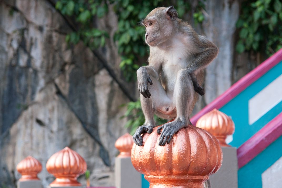 Monkey | Smithsonian Photo Contest | Smithsonian Magazine