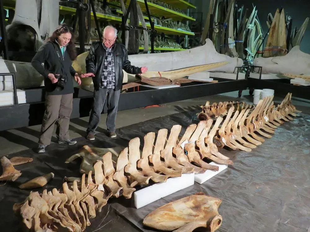 Whale bone collector uncovering secrets of world's largest marine mammals -  ABC News