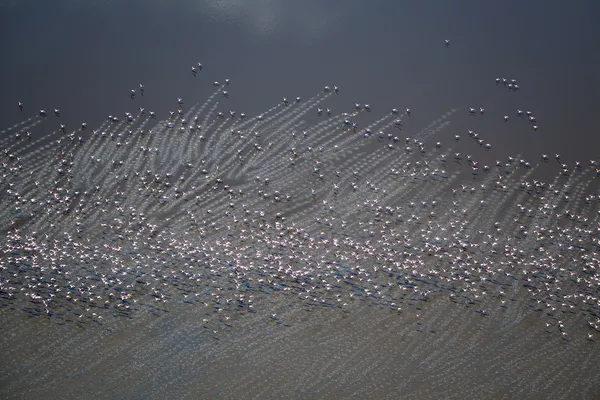 Wings That Draw Light thumbnail