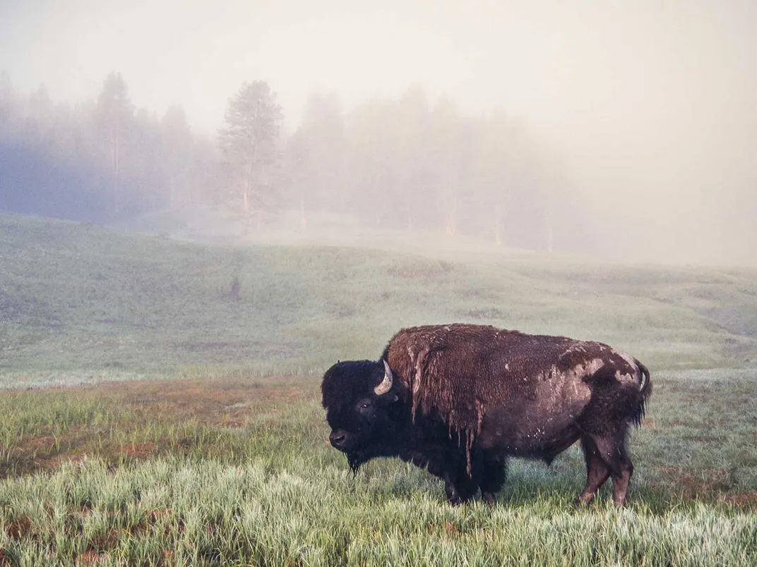 Bison in Yellowstone