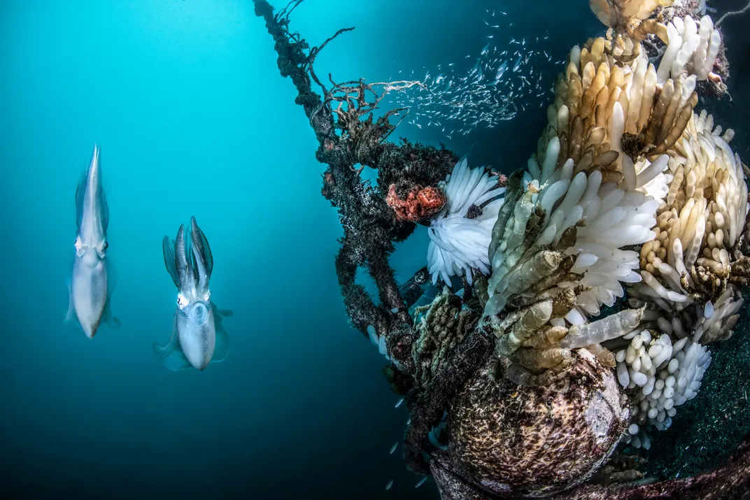 squid swim by a cluster of eggs