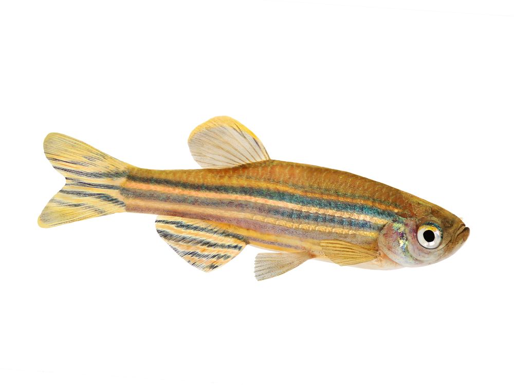 zebrafish.jpg